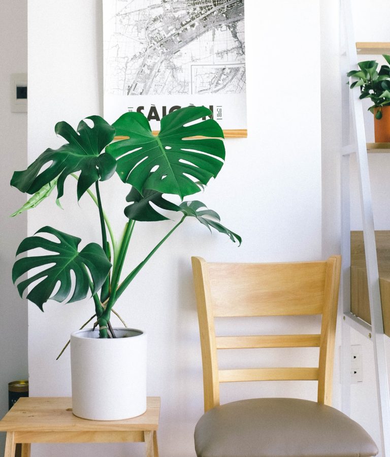 Benefits of Indoor Plants: 5 Surprising Advantages for Your Home